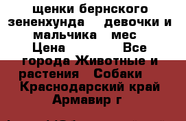 щенки бернского зененхунда. 2 девочки и 2 мальчика(2 мес.) › Цена ­ 22 000 - Все города Животные и растения » Собаки   . Краснодарский край,Армавир г.